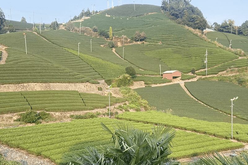 茶畑