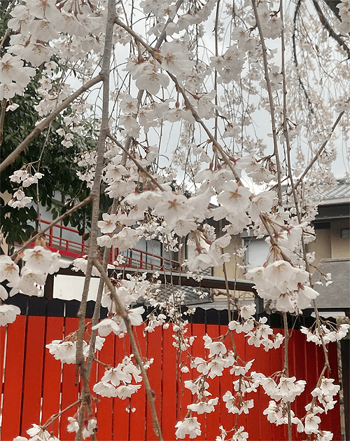 桜
