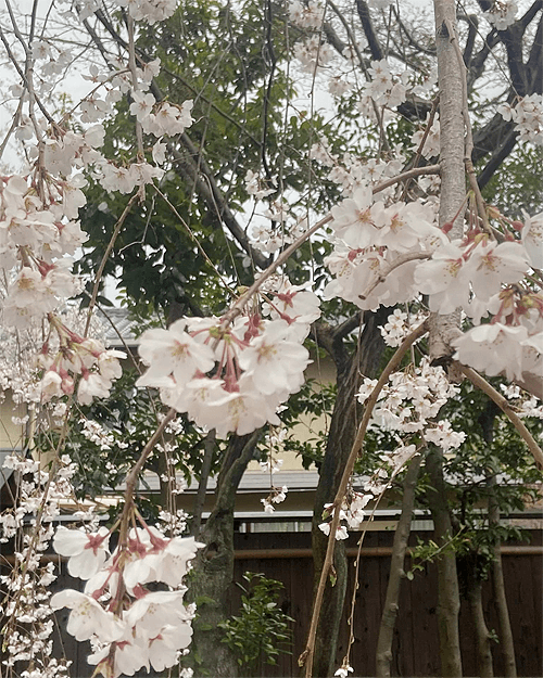 桜