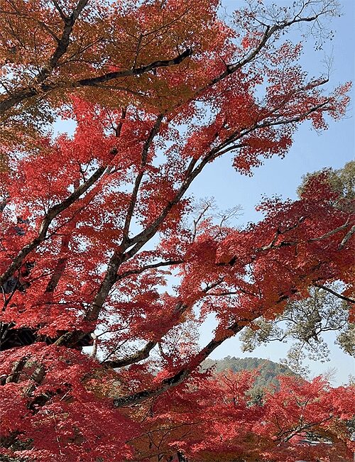 紅葉